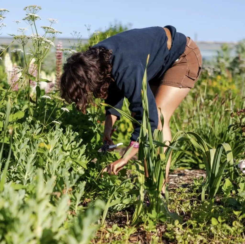 Gardener picking seasonal British grown cut flowers